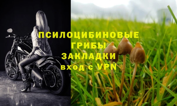 шишки Белокуриха